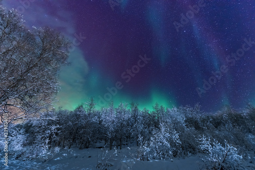 The polar arctic Northern lights aurora borealis sky star in Scandinavia Norway Tromso in the farm winter forest  snow mountains 