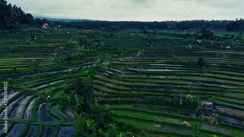 agriculture, Bali, Indonesia, Nature, backround, travel, fields, sky, rice, drone view, green, beautiful,