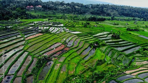 agriculture, Bali, Indonesia, Nature, backround, travel, fields, sky, rice, drone view, green, beautiful,