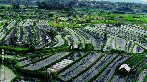 agriculture, Bali, Indonesia, Nature, backround, travel, fields, sky, rice, drone view, green, beautiful,