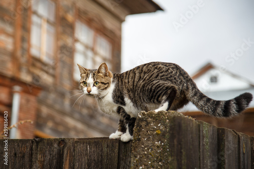 cat on the fence against the background of a house