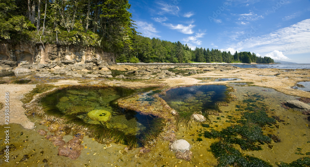 Ocean Tidepool Ecosystems, on Botanical Beach, British Columbia