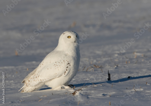 Male Snowy owl (Bubo scandiacus) sitting in a sunny snow covered cornfield in winter in Ottawa, Canada