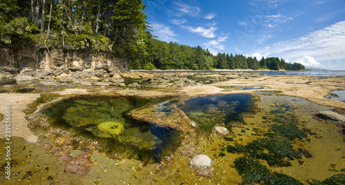 Ocean Tidepool Ecosystems, on Botanical Beach, British Columbia