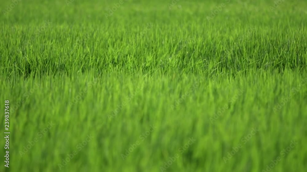 green rice fields with wind green rice fields with wind