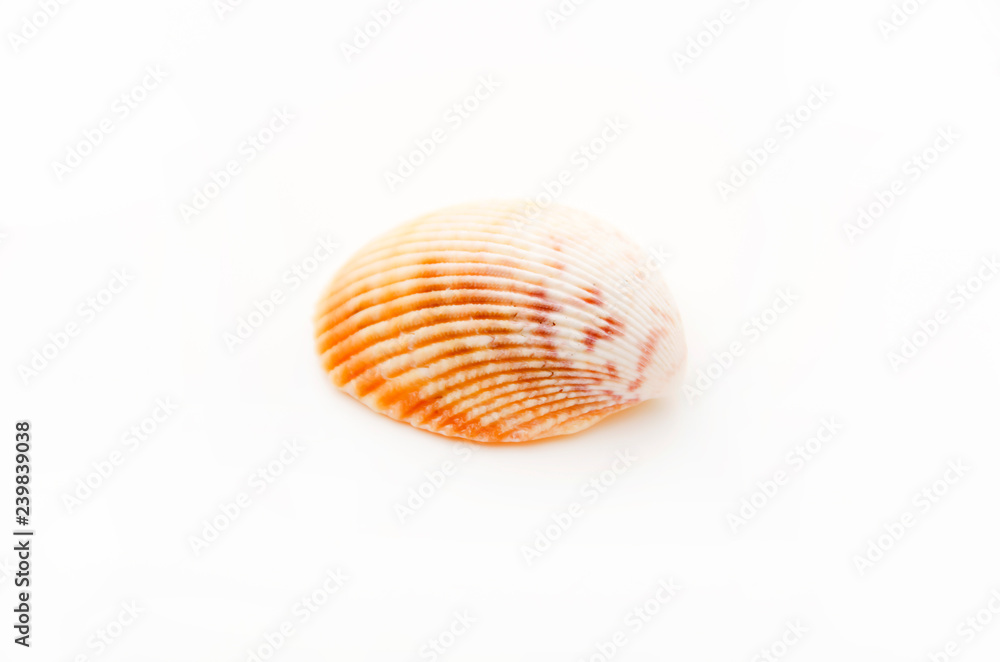 貝殻 貝殻