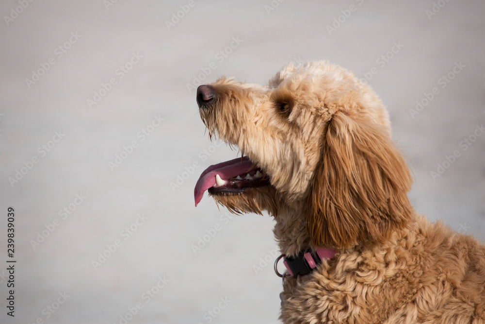 Happy Goldendoodle takes a break after playing at the park