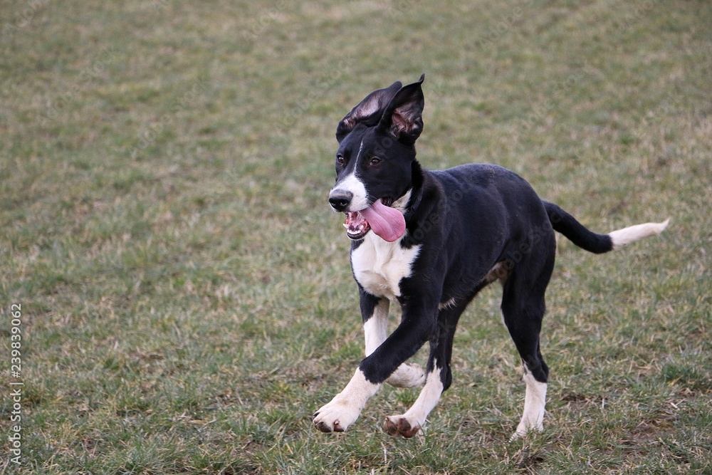 beautiful mixed black and white boerboel dog is running in the garden beautiful mixed black and white boerboel dog is running in the garden
