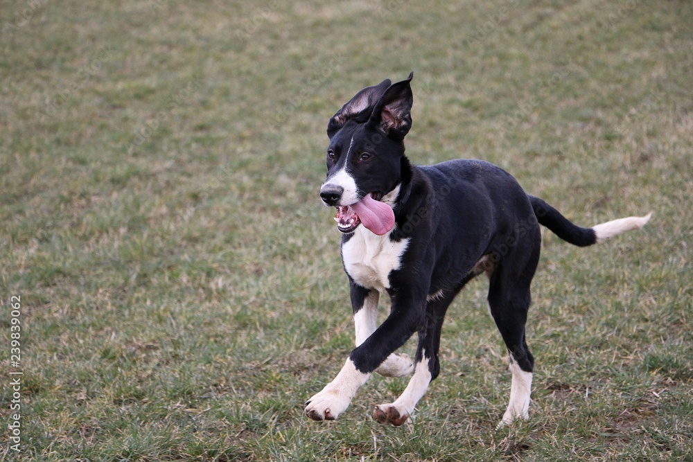 beautiful mixed black and white boerboel dog is running in the garden