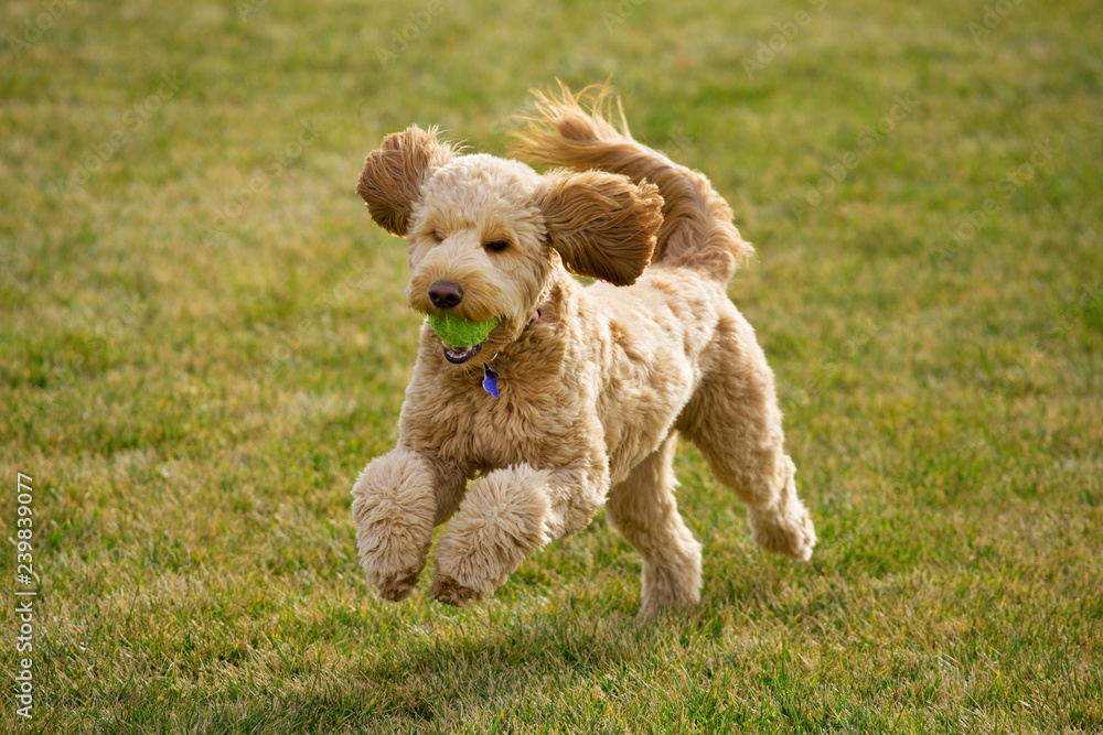 Happy Goldendoodle dog plays at the park with a tennis ball Happy Goldendoodle dog plays at the park with a tennis ball
