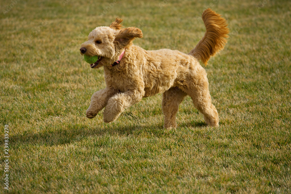 Beautiful goldendoodle dog plays fetch at the park with a tennis ball Beautiful goldendoodle dog plays fetch at the park with a tennis ball