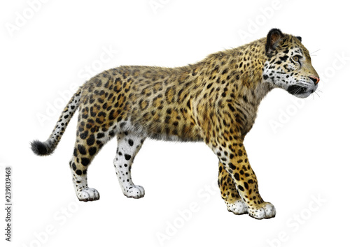 3D Rendering Big Cat Jaguar on White