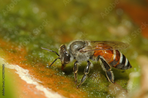 Close up bee on ground © pumppump