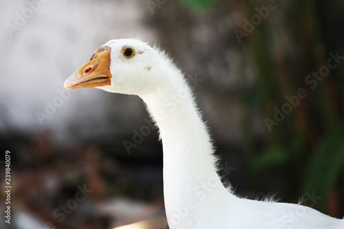 Close up head white goose