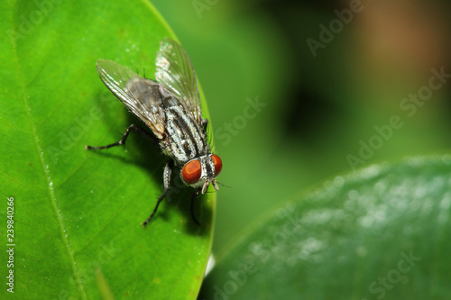 close up fly on leaf
