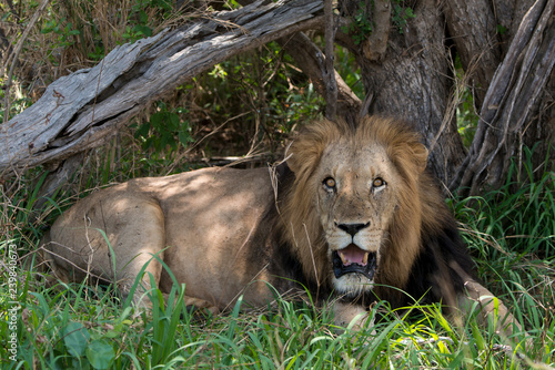 Fototapeta Naklejka Na Ścianę i Meble -  Lion, mâle, Panthera leo,