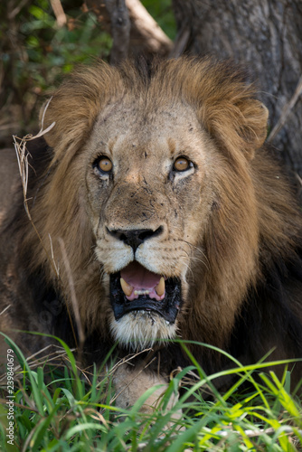 Fototapeta Naklejka Na Ścianę i Meble -  Lion, mâle, Panthera leo,