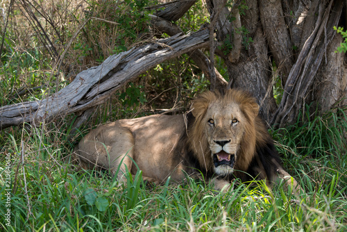 Fototapeta Naklejka Na Ścianę i Meble -  Lion, mâle, Panthera leo,