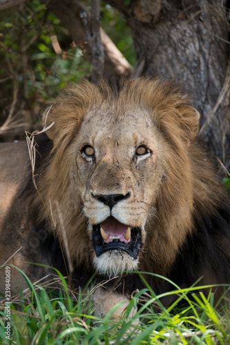 Fototapeta Naklejka Na Ścianę i Meble -  Lion, mâle, Panthera leo,