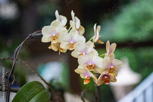 white orchid with pink bud on a blurry background