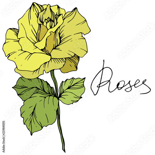 Vector Yellow rose flower. Green leaf. Isolated rose illustration element. Black and white engraved ink art.