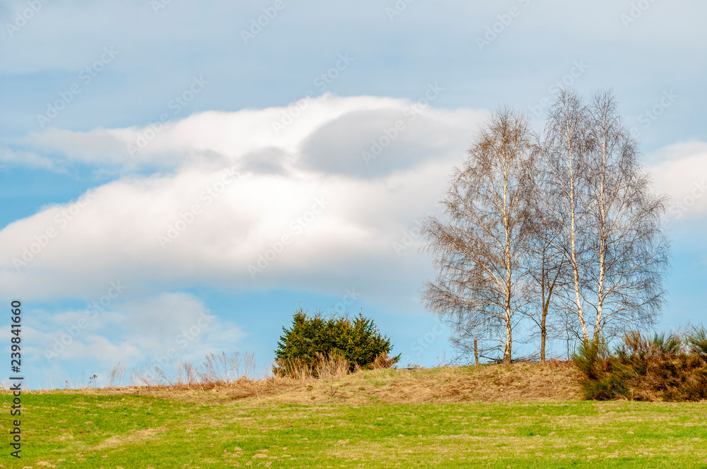 Wiese mit Früblühern unter blauem wolkenbedeckten Himmel. Wiese mit Früblühern unter blauem wolkenbedeckten Himmel.