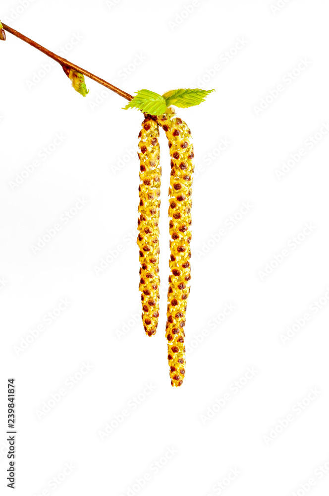 Naklejka premium Junger Trieb eines Birkenbaumes. Diese Pflanze ist ein Frühblüher.