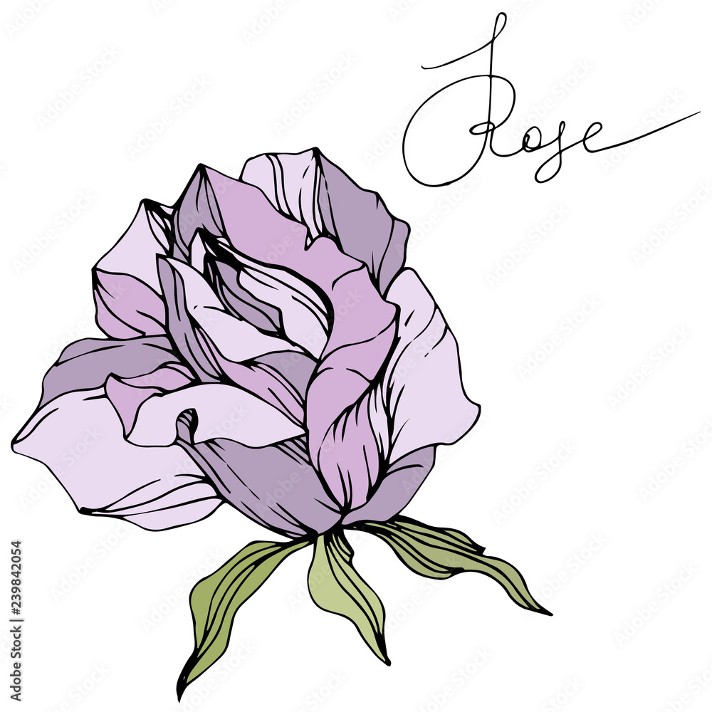 Vector Purple rose flower. Green leaf. Isolated rose illustration element. Black and white engraved ink art.