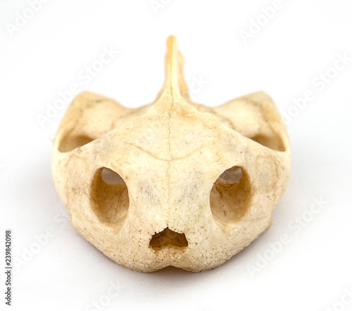 snake skull isolated on white