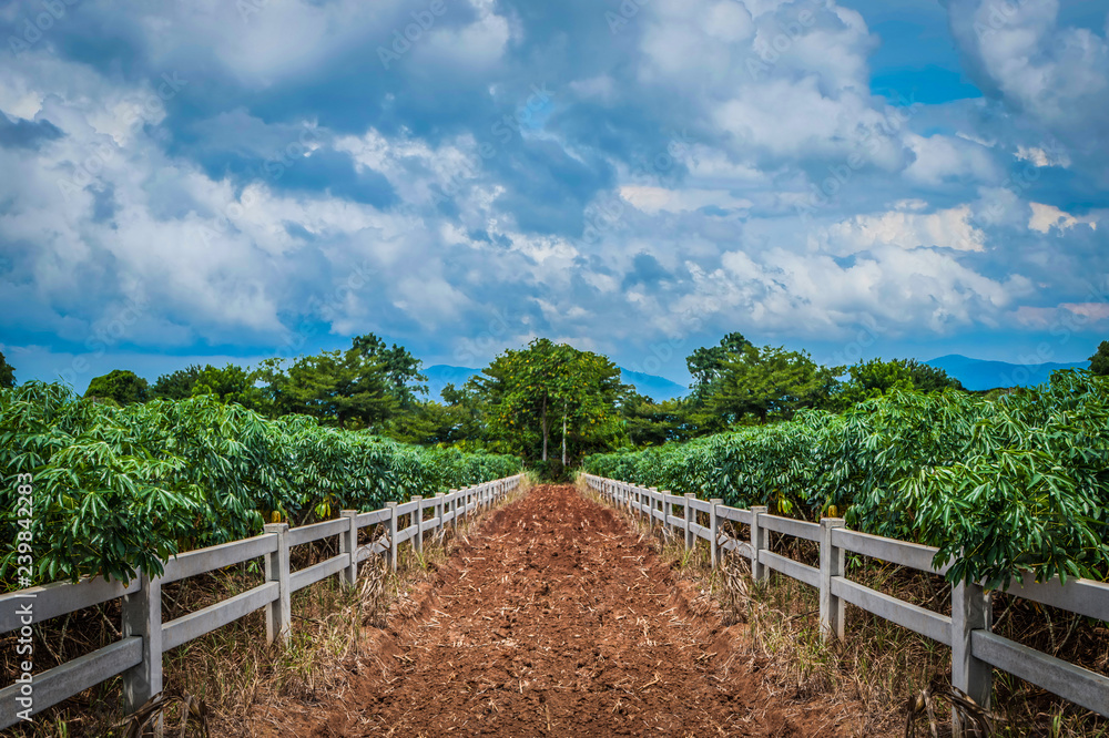 Road in Cassava farm with fence, cloud, sky and mountain