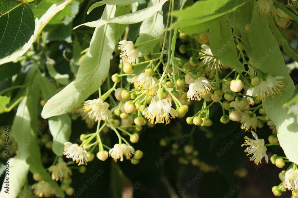 Unopened White Flowers of Linden in June Close-Up Unopened White Flowers of Linden in June Close-Up