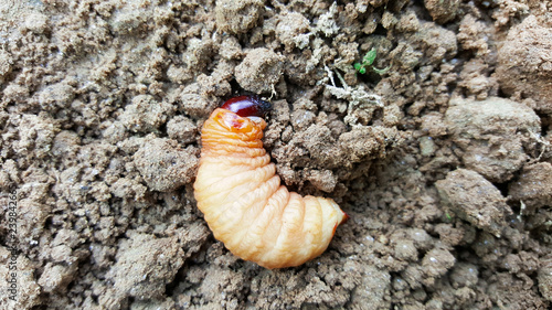 Fotografia sago worm, larvae from the red palm weevil on soil