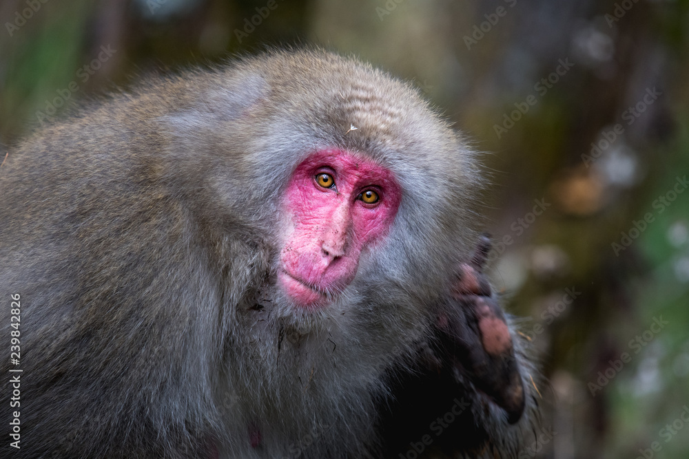 Fototapeta premium red faced snow monkey in Kamikochi, Japanese Alps, Chubu Sangaku National Park