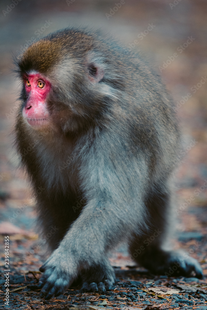 red faced snow monkey in Kamikochi, Japanese Alps, Chubu Sangaku National Park red faced snow monkey in Kamikochi, Japanese Alps, Chubu Sangaku National Park