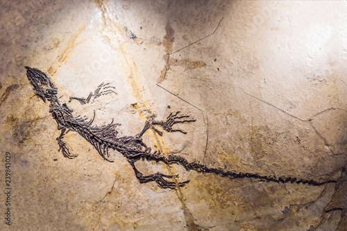 Картината върху платно terodactyl Fossil, Pterodactilus Spectabilis, Fossil of prehistoric animals, Fos