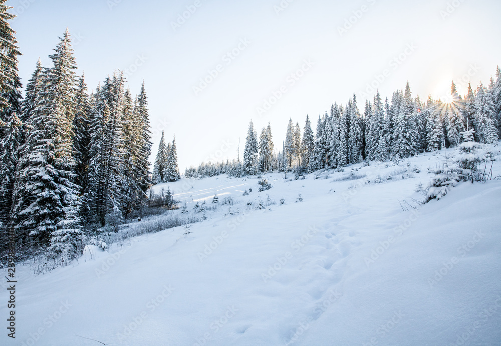 spruce snowy forest in the mountains, sunlight through trees