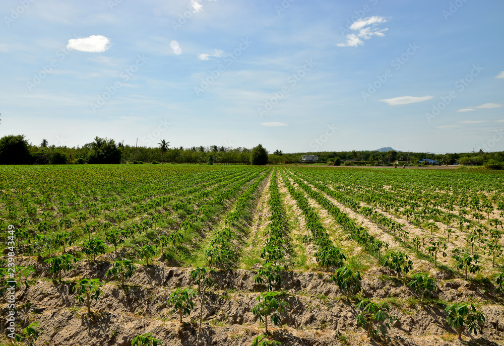 Glowing of Cassava Plantation and the blue sky background Glowing of Cassava Plantation and the blue sky background