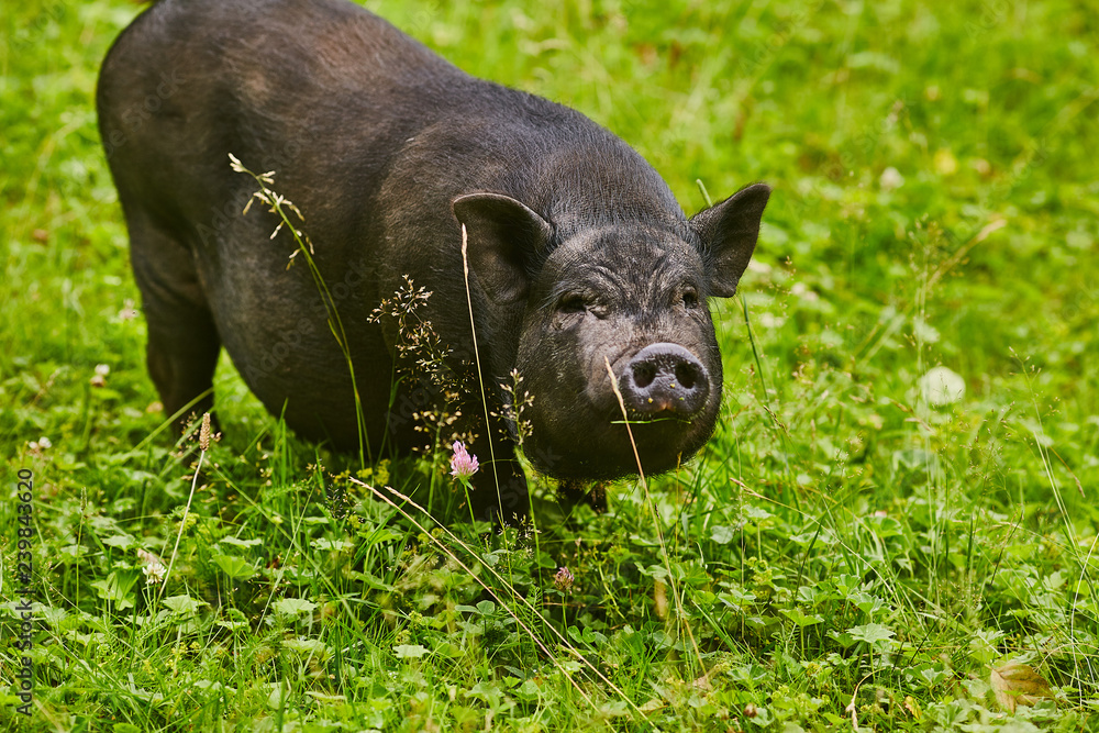 Fototapeta premium Cute fat pot-bellied pigs on free meadow of private farm