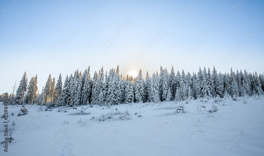 spruce snowy forest in the mountains, sunlight through trees