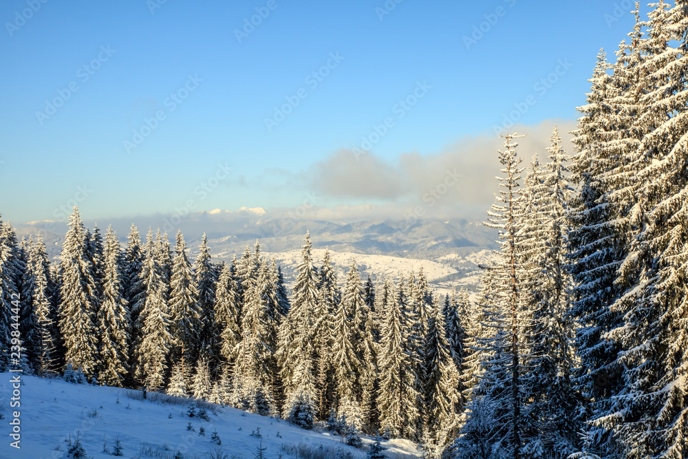 spruce snowy forest in the mountains, sunlight on the hills