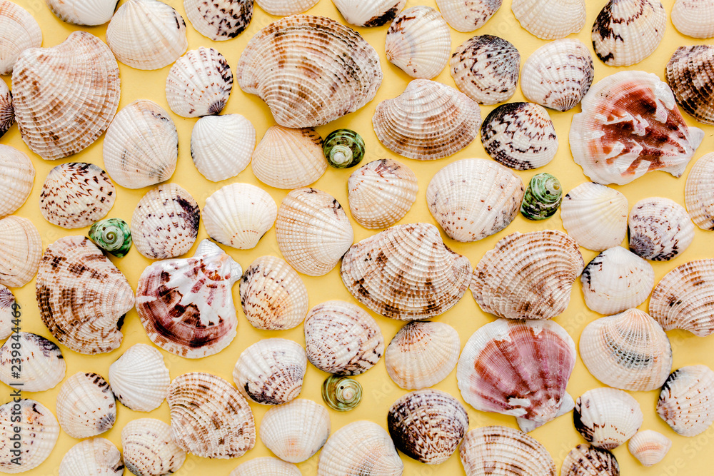 background of sea shells. flat lay, top view background of sea shells. flat lay, top view