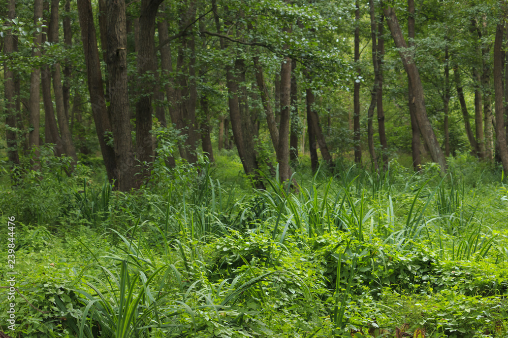 Obraz premium Wet place under alders in summer.
