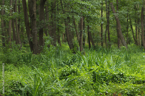 Wet place under alders in summer. photo