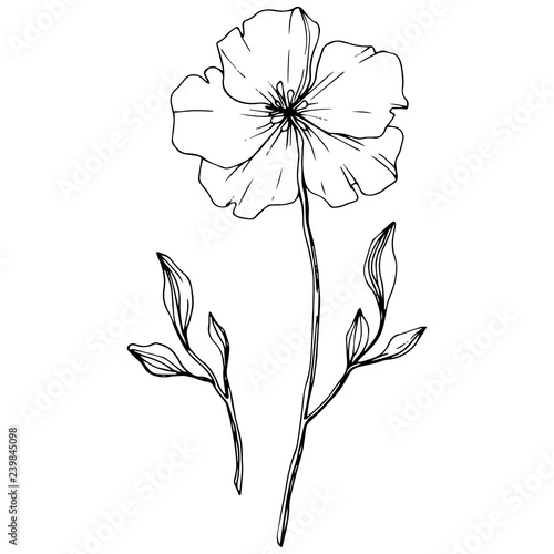 Vector. Isolated flax flower illustration element. Spring leaf wildflower. Black and white engraved ink art.