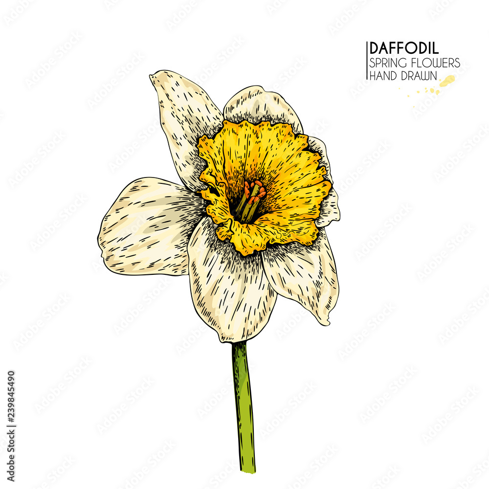 Hand drawn set of colored daffodil or narcissus flowers. Vector engraved art.  Spring garden blossoms. Monocrome sketch. Good for wedding card, party  decoration, greeting flyer, poster, banner design. Stock Vector | Adobe