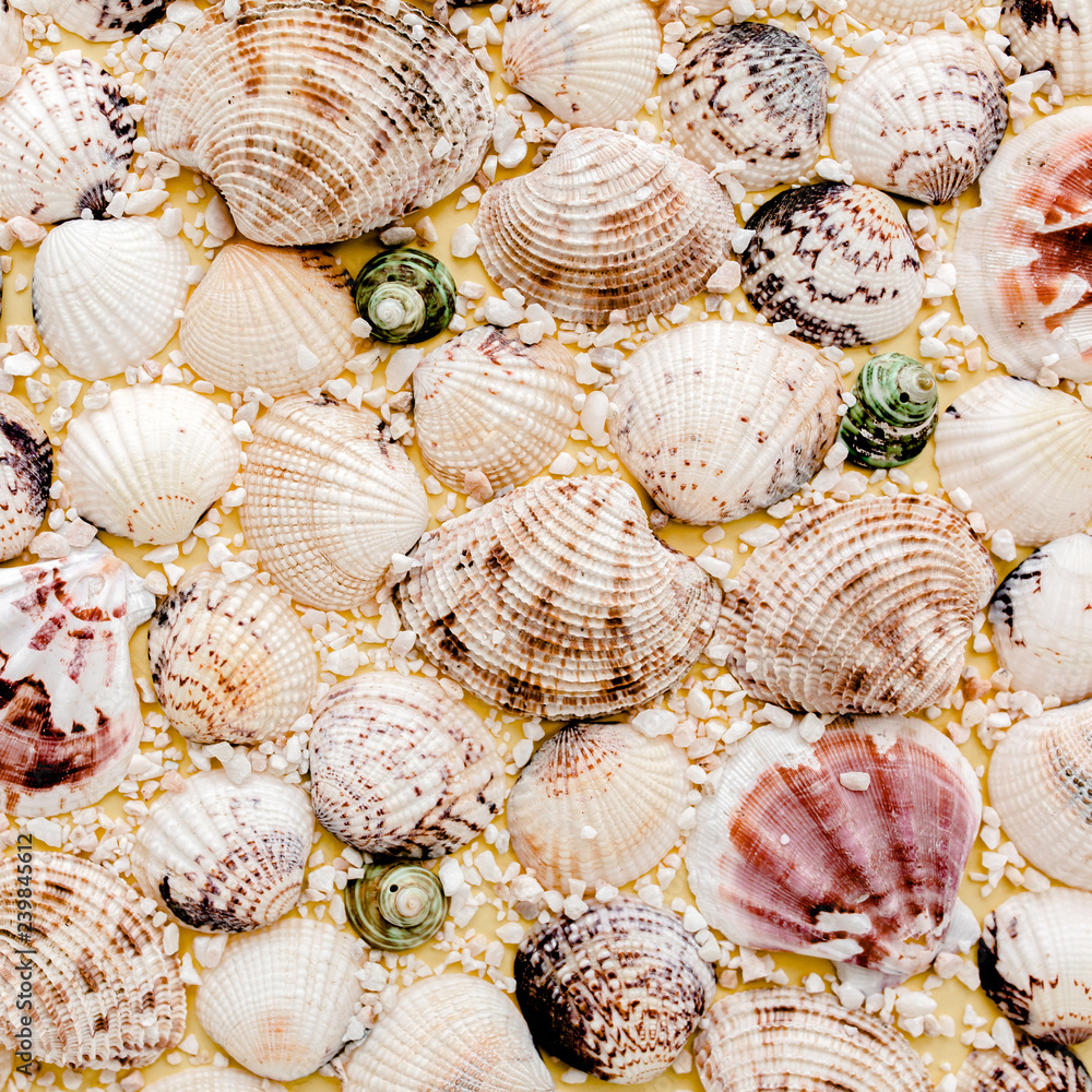 background of sea shells. flat lay, top view background of sea shells. flat lay, top view