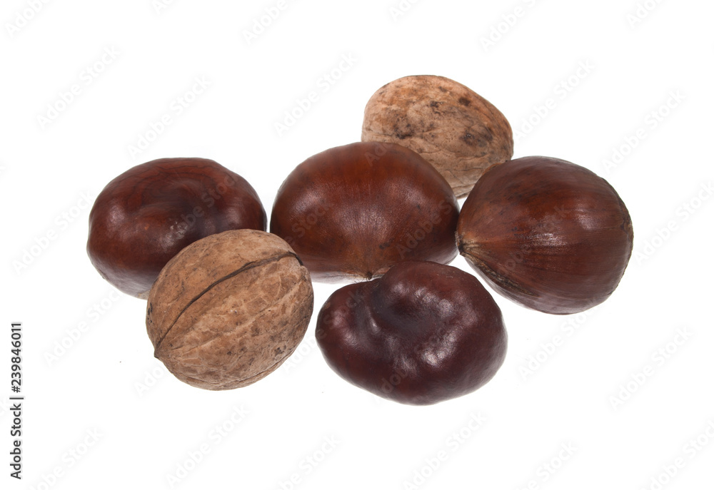 chestnut isolated on white background chestnut isolated on white background