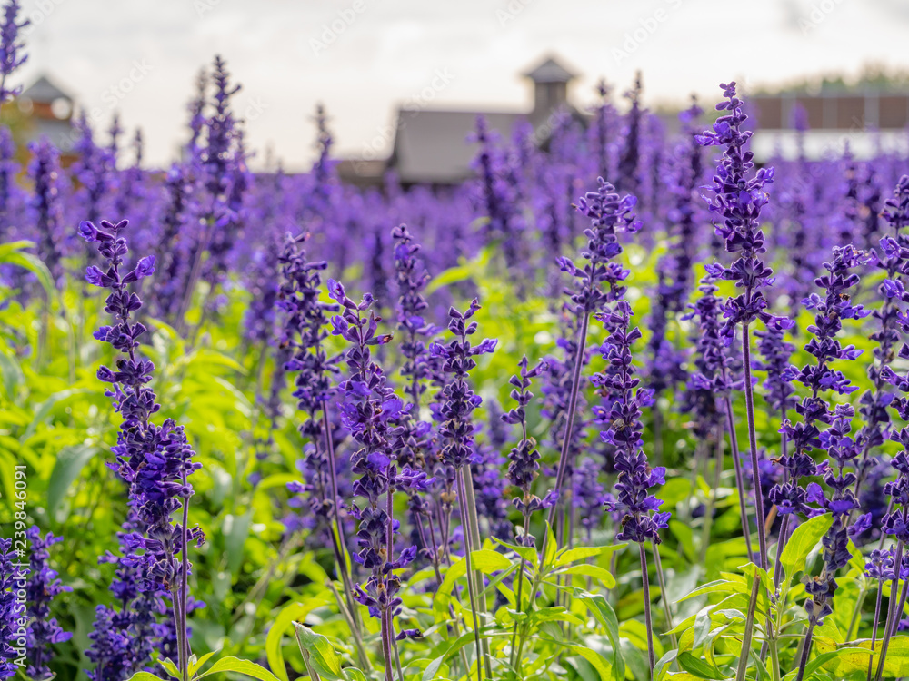 Naklejka premium 北海道 富良野 ラベンダー