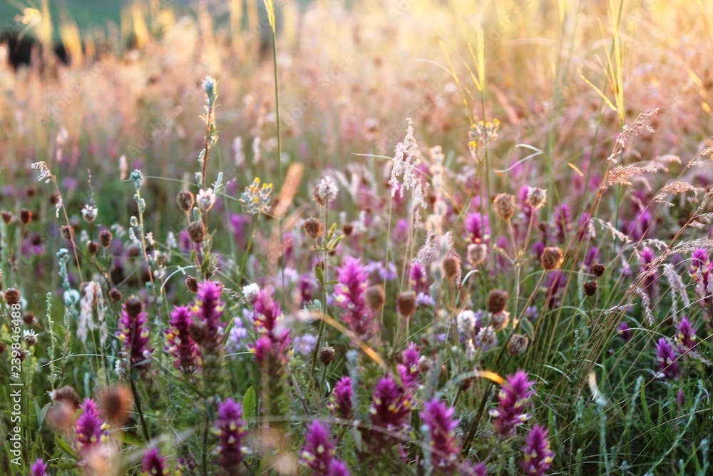 flower, nature, flowers, plant, field, purple, summer, green, garden, spring, pink, grass, bloom, meadow, blossom, lavender, flora, floral, beautiful, beauty, color, blooming, closeup, wild, natural flower, nature, flowers, plant, field, purple, summer, green, garden, spring, pink, grass, bloom, meadow, blossom, lavender, flora, floral, beautiful, beauty, color, blooming, closeup, wild, natural