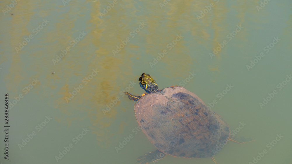 Obraz premium Red eared slider turtle swimming in murky water with head above water